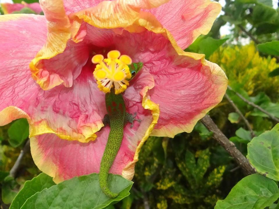 At The Beach With Friends Bed & Breakfast Hilo