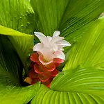 Hilo Luxury Suite