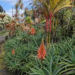 Hilo Luxury Suite