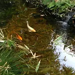 Hilo Bay Hale Bed And Breakfast
