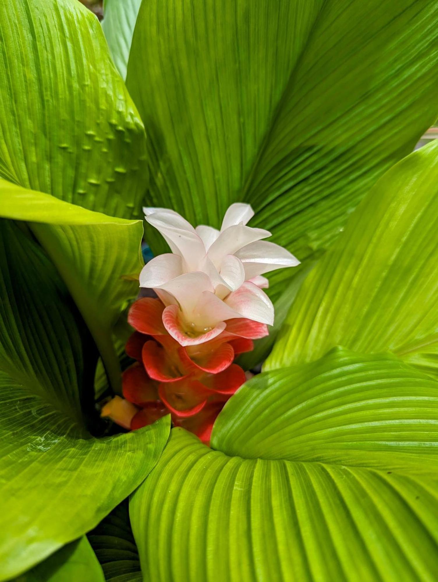 Luxury * Hilo