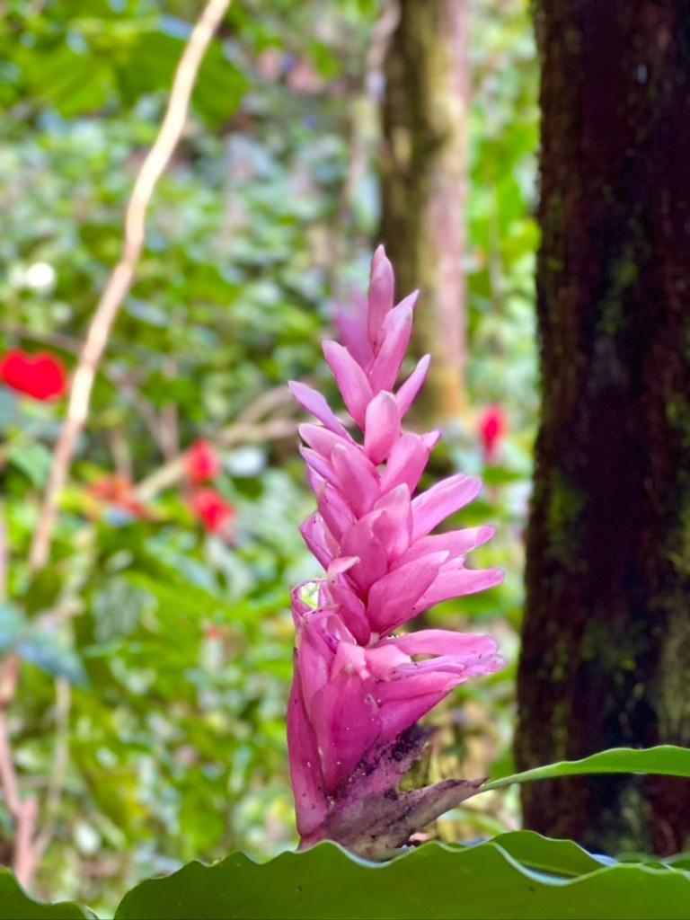 House Of Light Sanctuary * Hilo