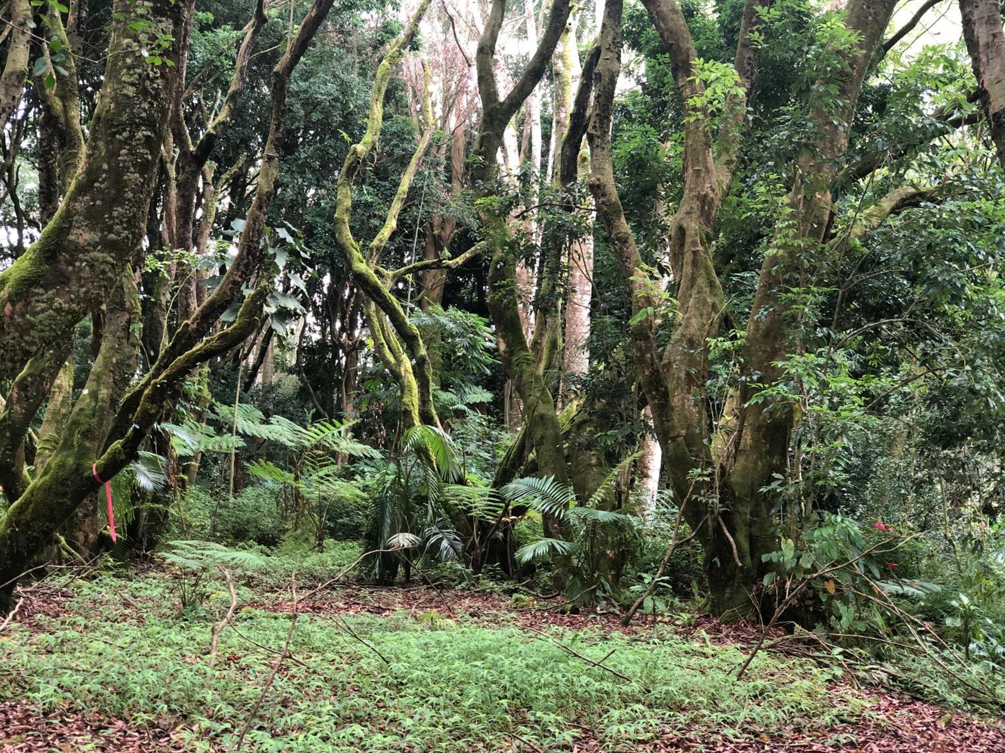 House Of Light Sanctuary * Hilo