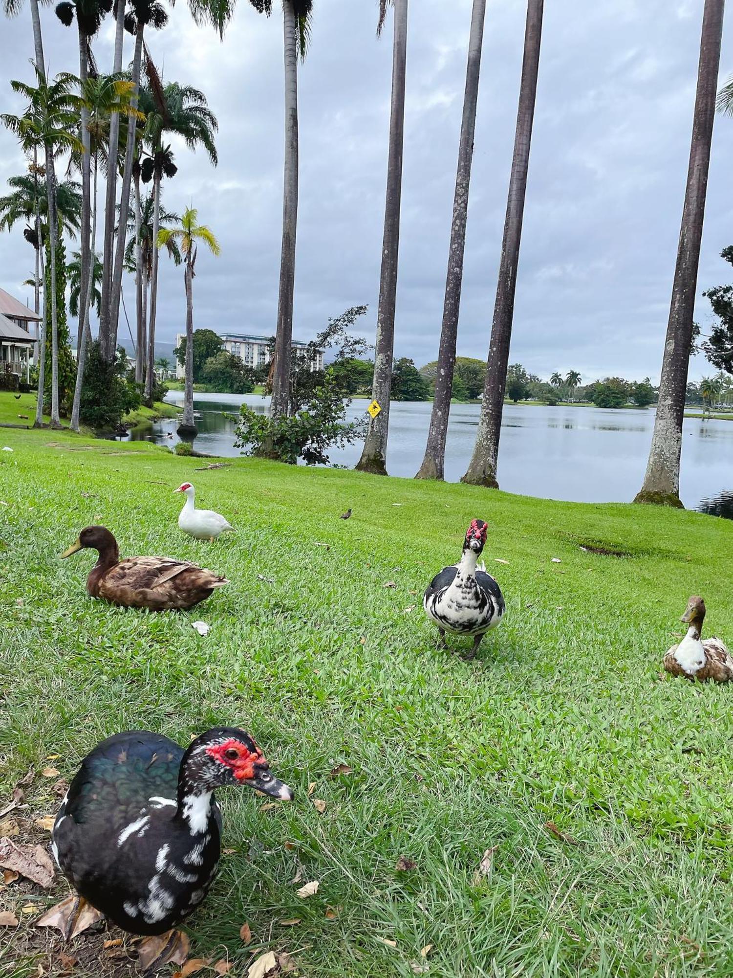 In Center With Pool And Views * Hilo