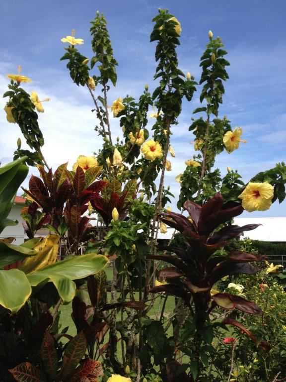 Hilotown Hale Holiday home Hilo