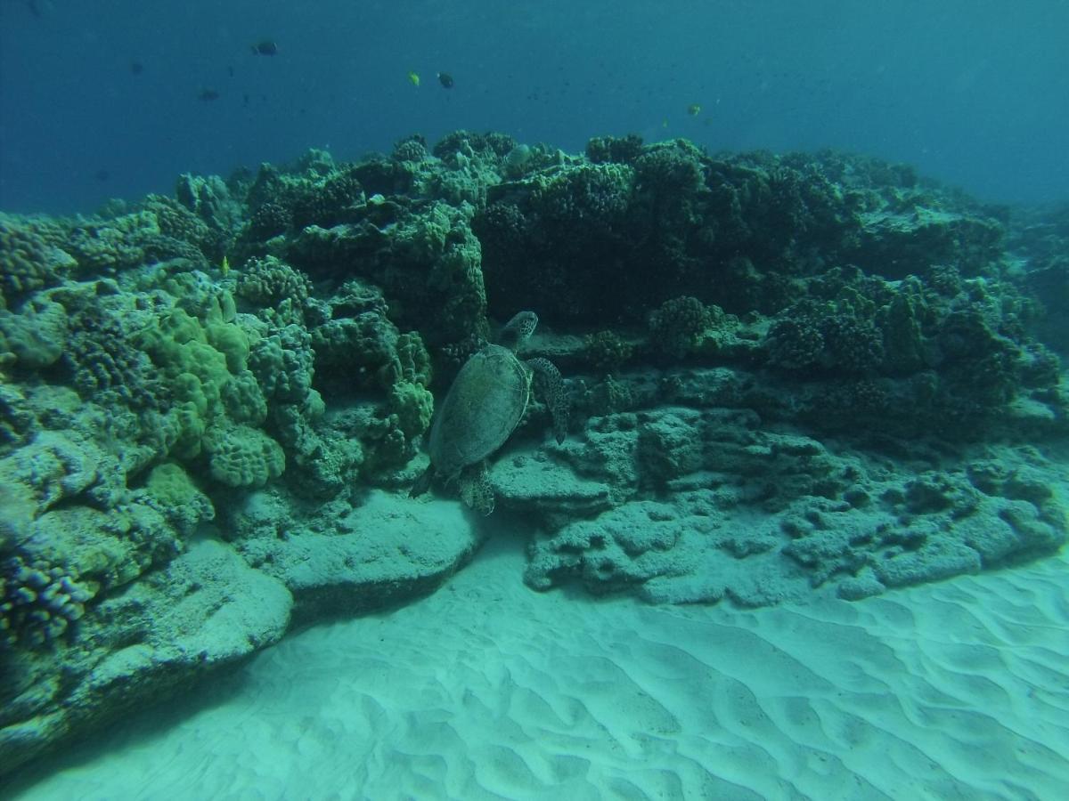 Maluhia Kahakai Hilo