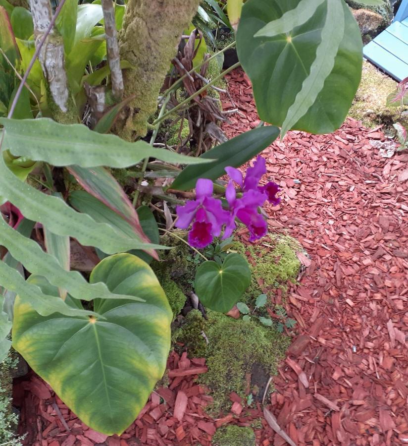 Paradise At Anthurium Hale Homestay