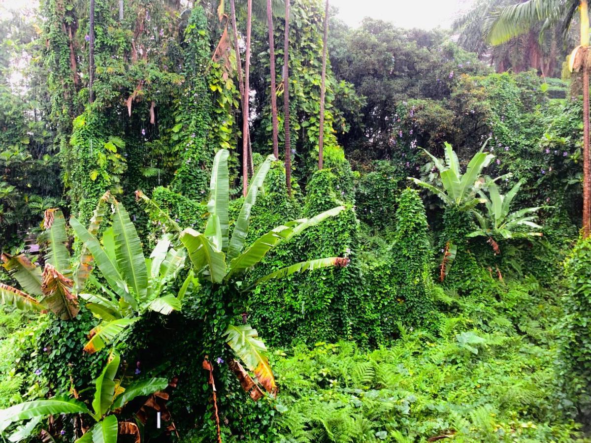 Wild Ginger 3* Hilo