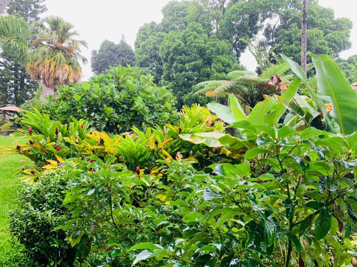 Wild Ginger Hilo