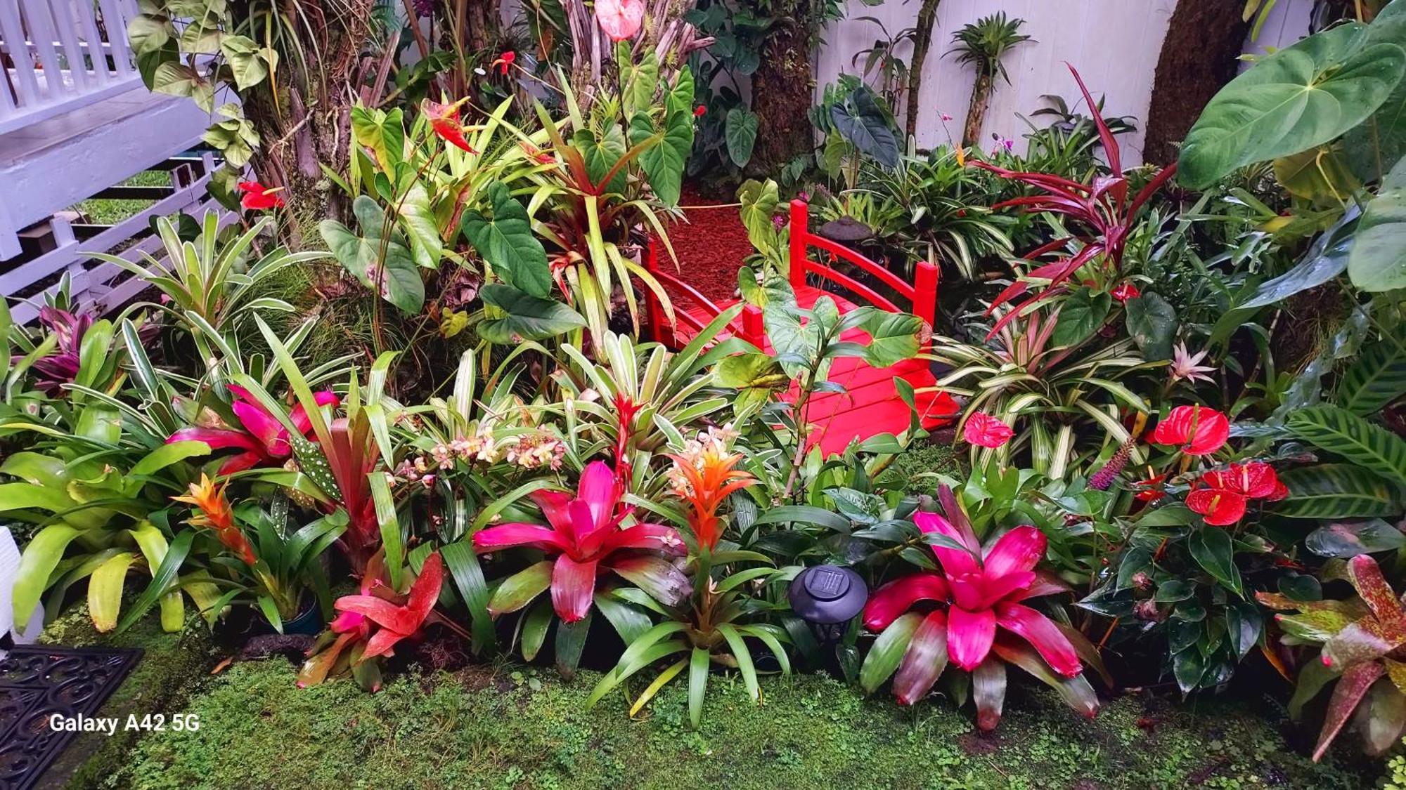 Homestay Paradise At Anthurium Hale Hilo