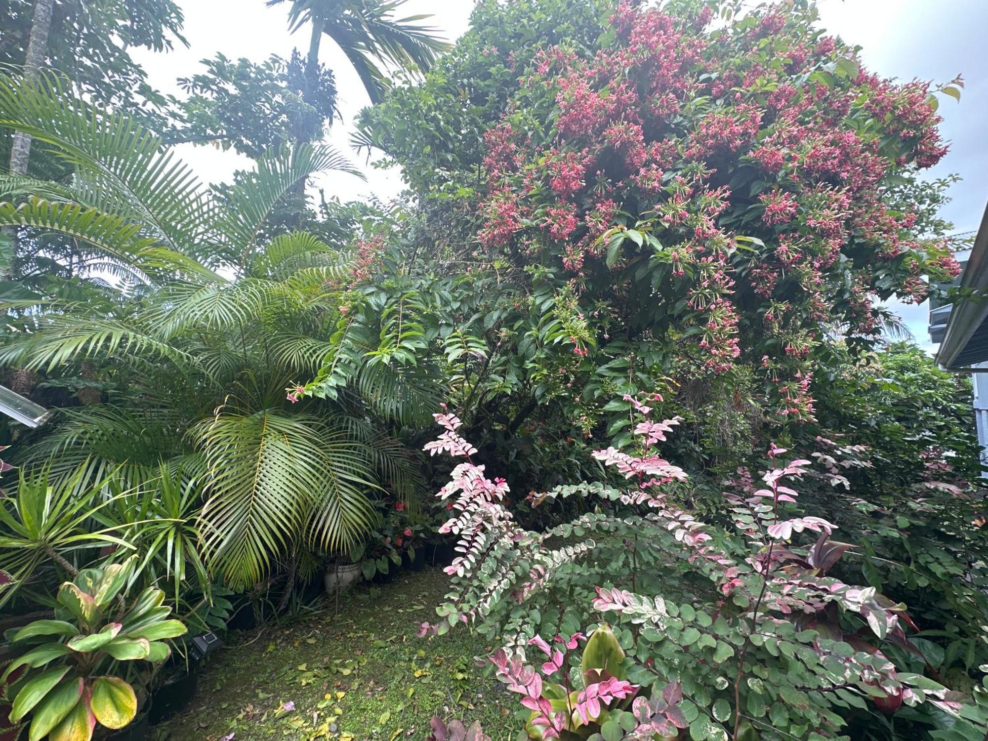 Hawaiian Ohana Bed & Breakfast Hilo