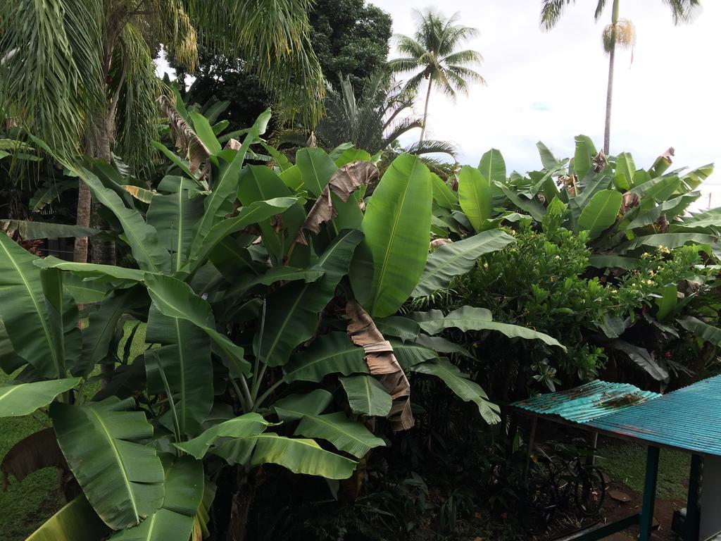 Wild Ginger & Hilo