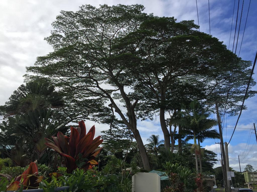 Wild Ginger & Hilo