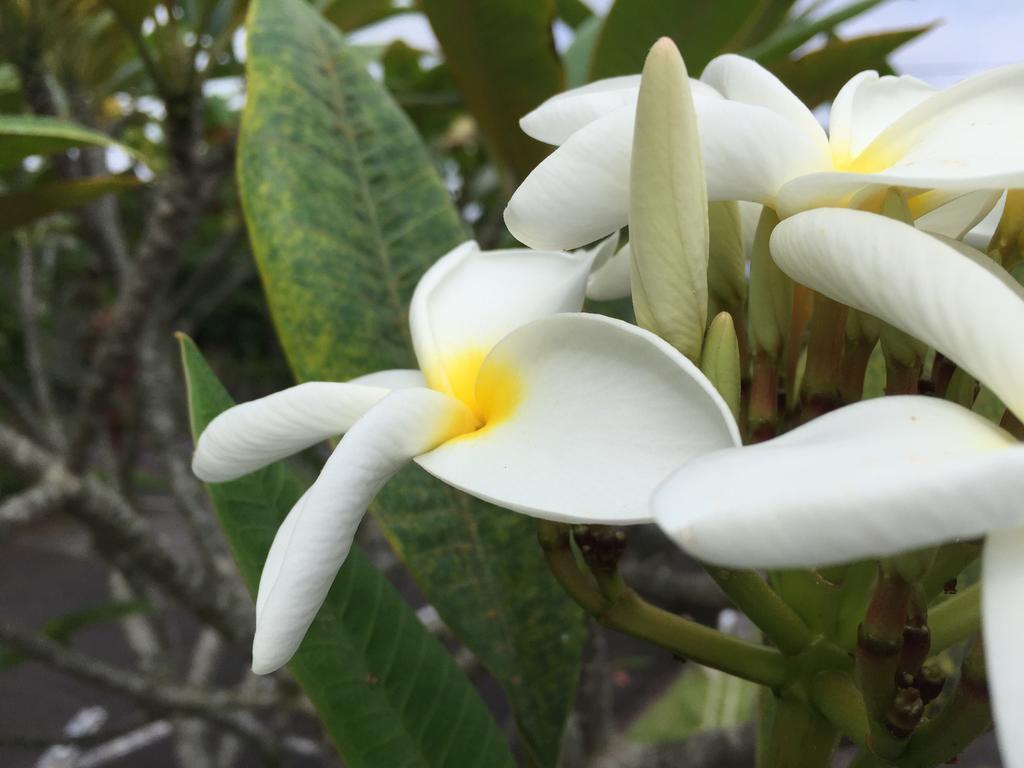 Wild Ginger & Hilo