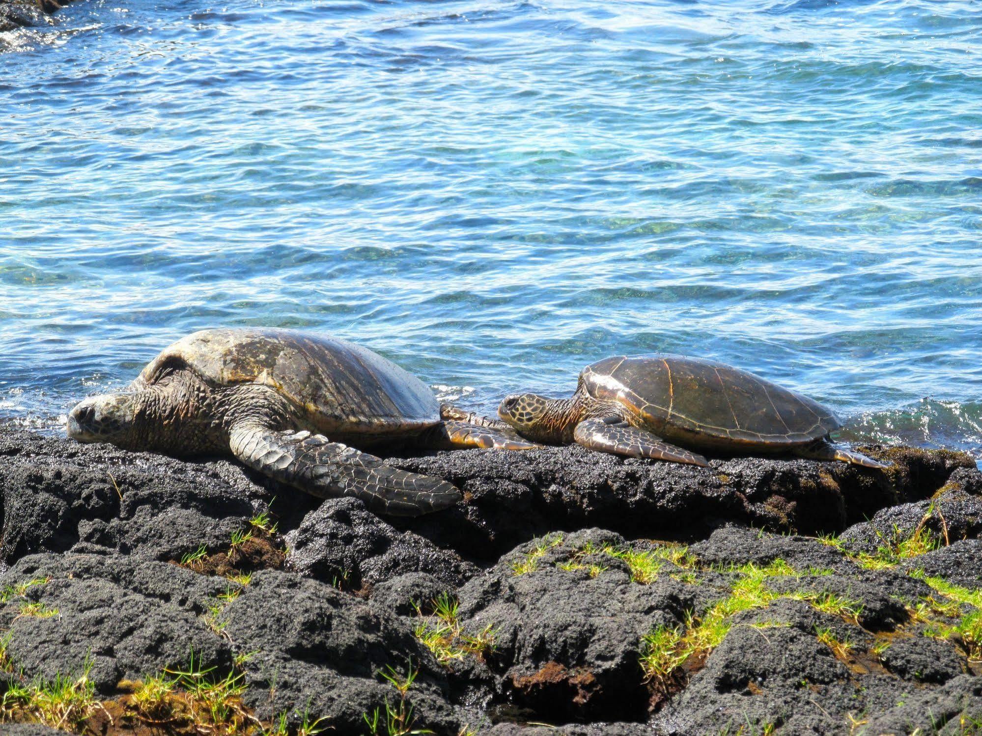 Hotel Reeds Bay Hilo
