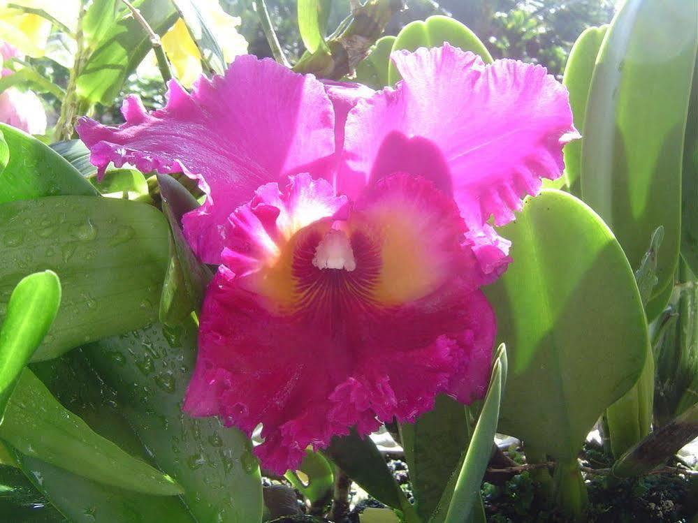 Aaron's Hilo